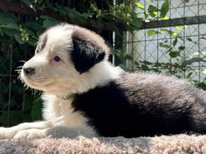Border Collie Welpe kaufen