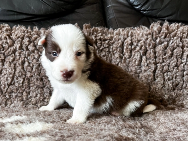 Perros Collie de la Frontera en venta