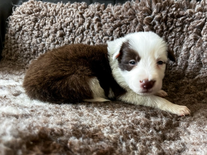 Perros Collie de la Frontera en venta