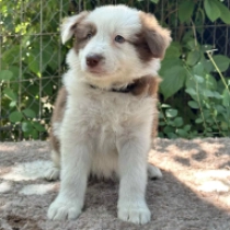 Rock’n Roller, brown and white Border Collie for sale