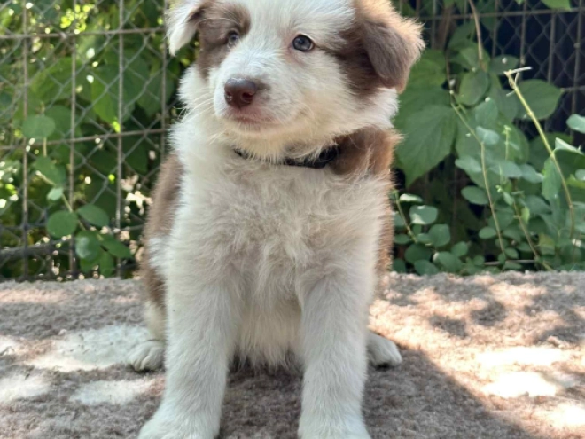 Perros Collie de la Frontera en venta