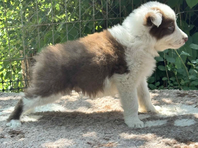 Perros Collie de la Frontera en venta