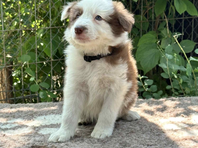 Perros Collie de la Frontera en venta