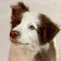 Rock’n Roller, brown and white Border Collie Welpen kaufen