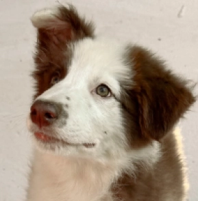 Border Collie puppy for sale