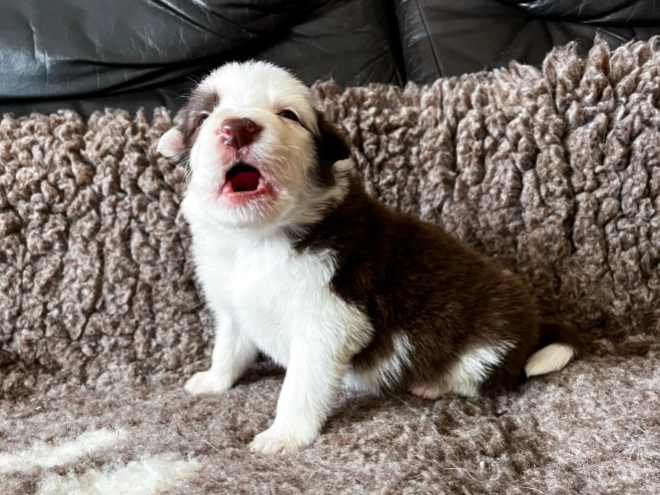 Perros Collie de la Frontera en venta