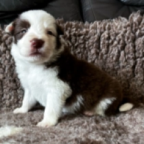 Rock’n Roller, brown and white Border Collie Welpen kaufen