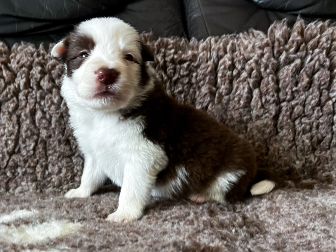 Perros Collie de la Frontera en venta