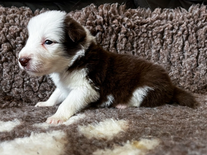 Perros Collie de la Frontera en venta