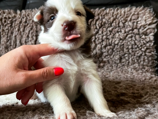 Perros Collie de la Frontera en venta
