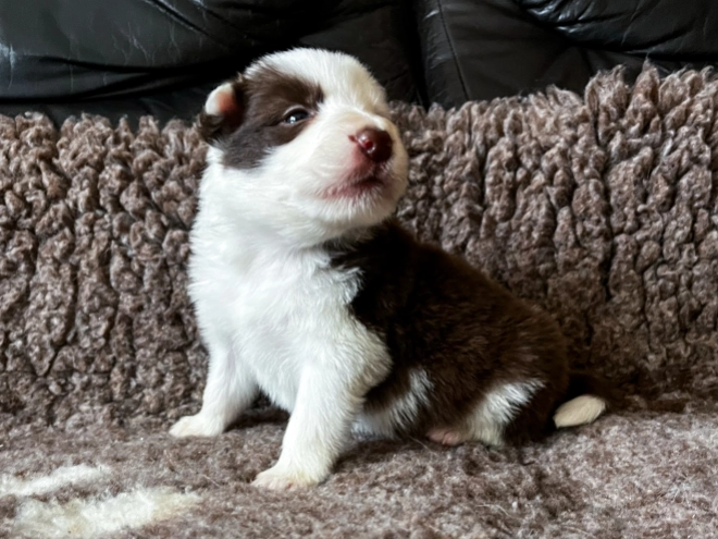 Perros Collie de la Frontera en venta