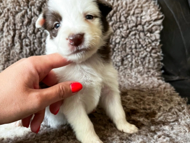 Perros Collie de la Frontera en venta