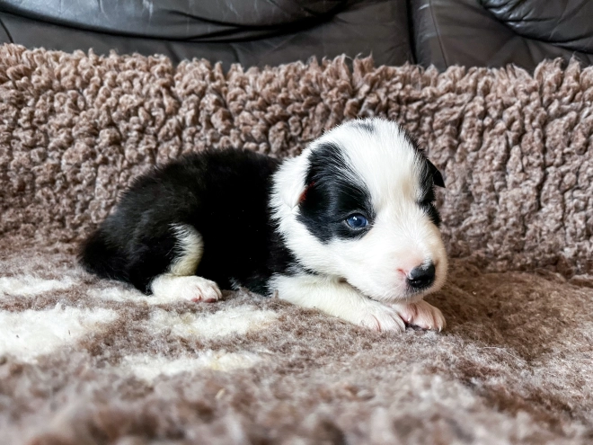 Border Collie Welpe kaufen