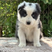 Topfull, black and white Border Collie for sale