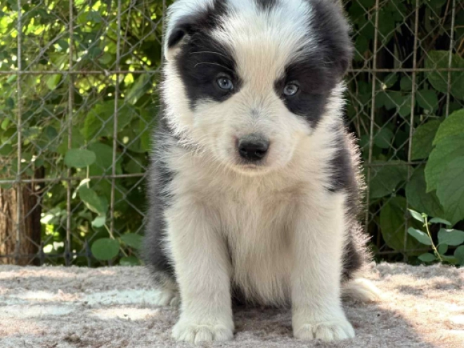 Border Collie Welpe kaufen