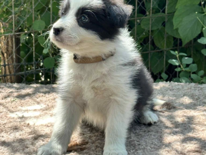 Border Collie Welpe kaufen
