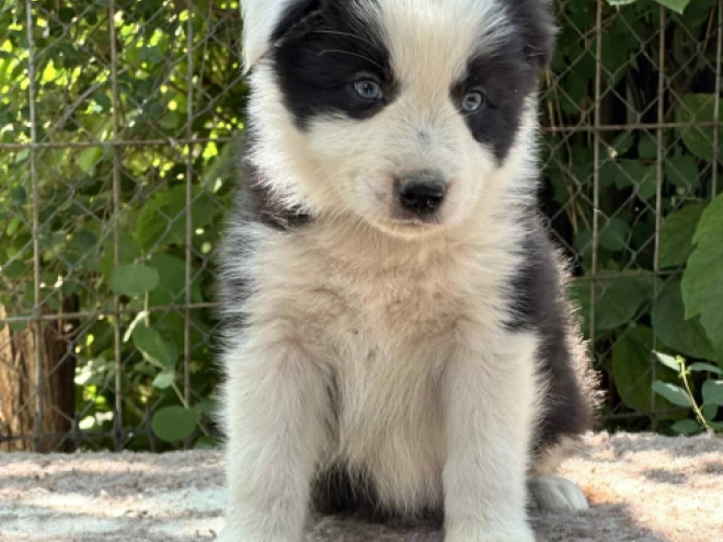 Border Collie Welpe kaufen