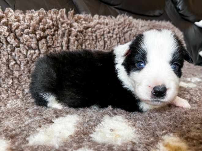 Border Collie Welpe kaufen