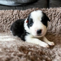 Topfull, black and white Border Collie Welpen kaufen
