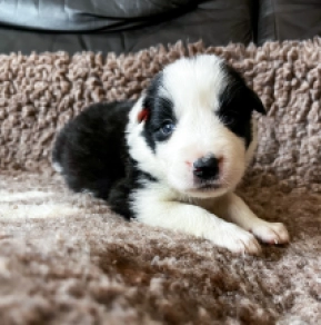 Perros Collie de la Frontera en venta