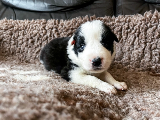 Border Collie Welpe kaufen