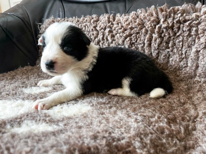 Border Collie Welpe kaufen