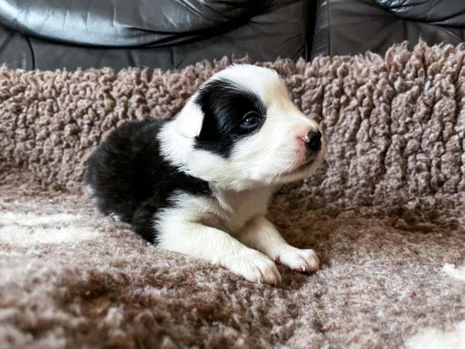Border Collie Welpe kaufen
