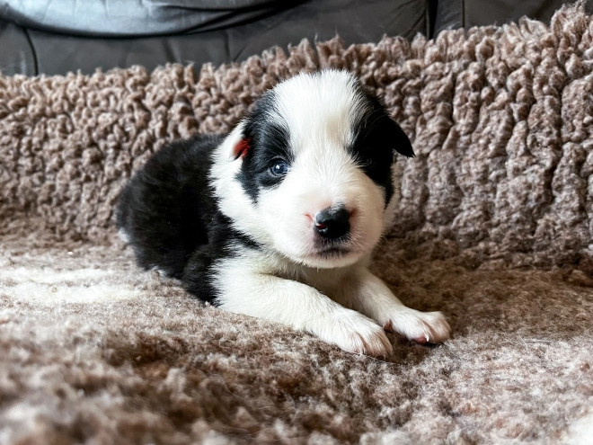 Border Collie Welpe kaufen