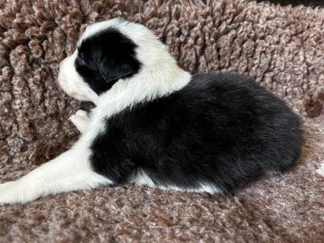 Border Collie Welpe kaufen