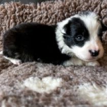 Poike, black and white Border Collie Welpen kaufen
