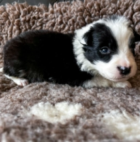 Perros Collie de la Frontera en venta