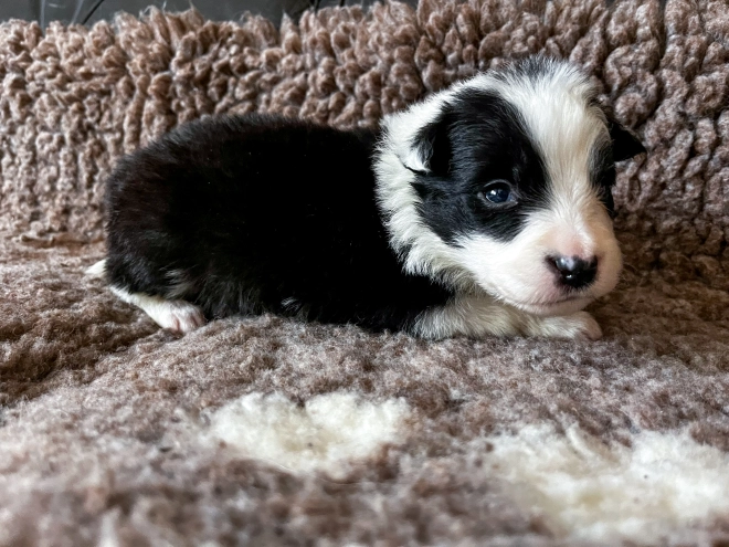 Border Collie puppy for sale