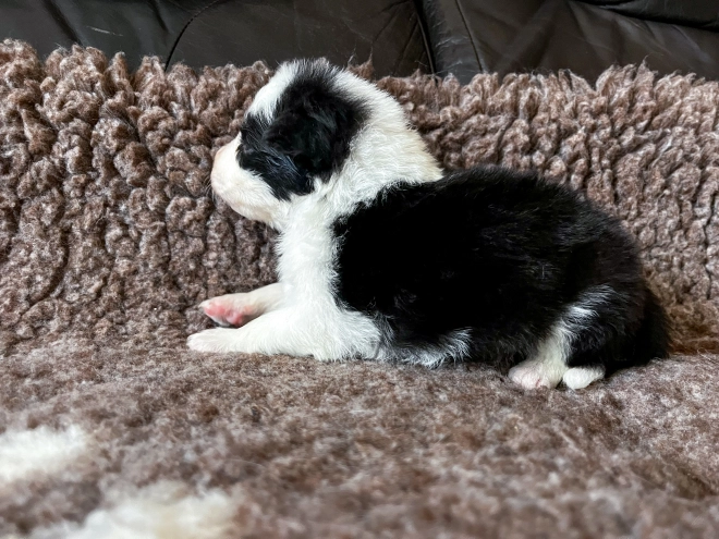 Border Collie puppy for sale
