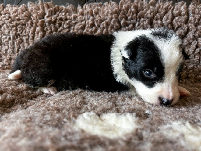Border Collie puppy for sale