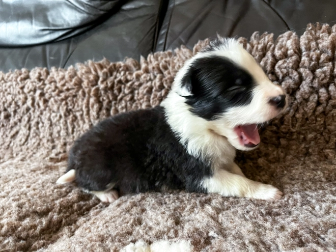 Border Collie puppy for sale