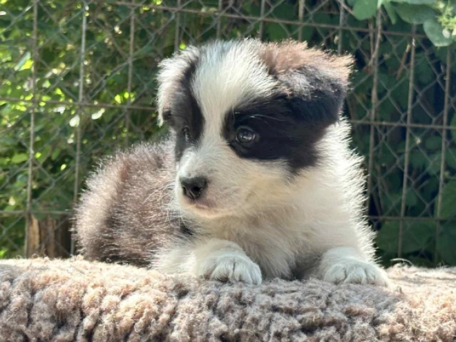 Border Collie puppy for sale