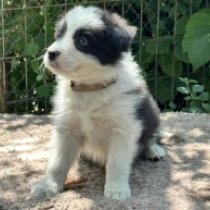 Poike, black and white Border Collie for sale