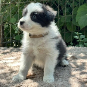 Border Collie Welpe kaufen