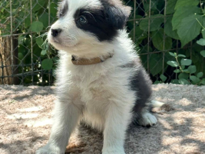 Border Collie puppy for sale