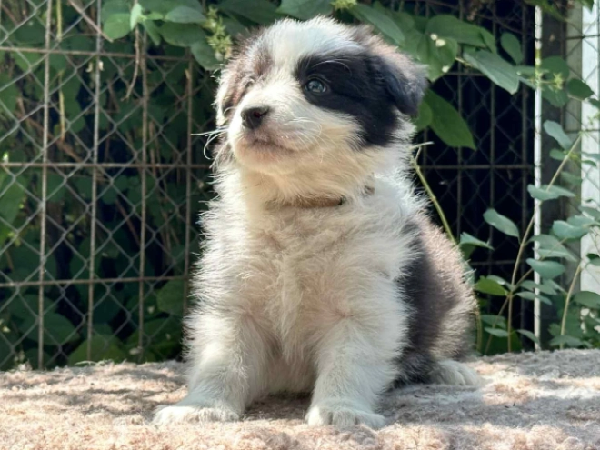 Border Collie puppy for sale