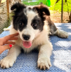Border Collie puppy for sale