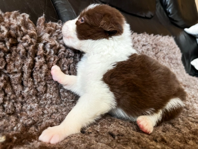 Perros Collie de la Frontera en venta