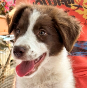 Border Collie puppy for sale