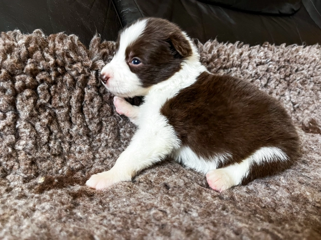 Perros Collie de la Frontera en venta