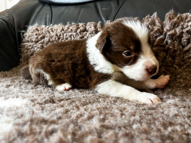 Perros Collie de la Frontera en venta