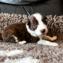 Matisse, brown and white Border Collie for sale