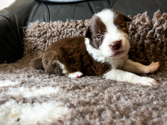 Perros Collie de la Frontera en venta