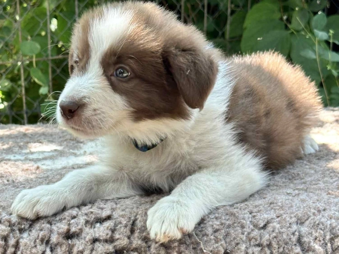 Perros Collie de la Frontera en venta