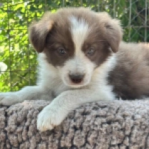 Matisse, brown and white Border Collie for sale