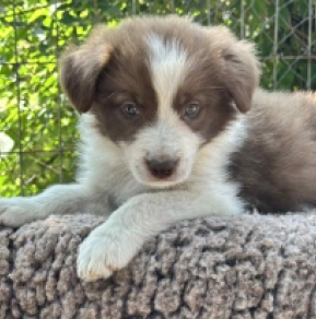 Border Collie Welpe kaufen